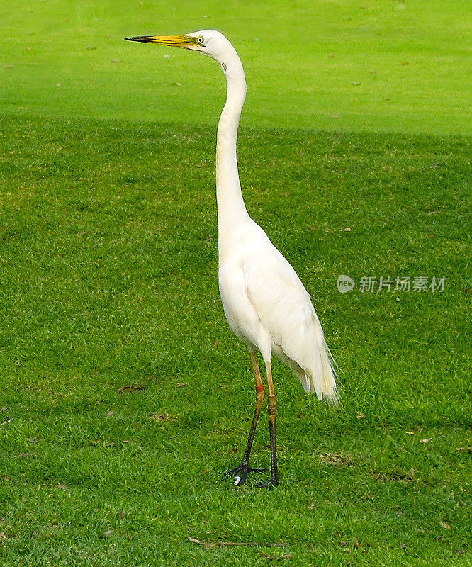 东方大白鹭(Ardea modesta)